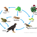 Gambar Jaring jaring Makanan dan Proses Makan Dimakan dalam Ekosistem 2021 09 09 14 49 49 1639b5856fa4844f6776ca624640832f.png