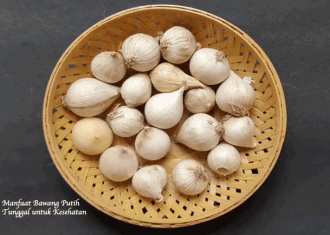 Manfaat dan Cara Konsumsi Bawang Putih Tunggal untuk Kesehatan Tubuh