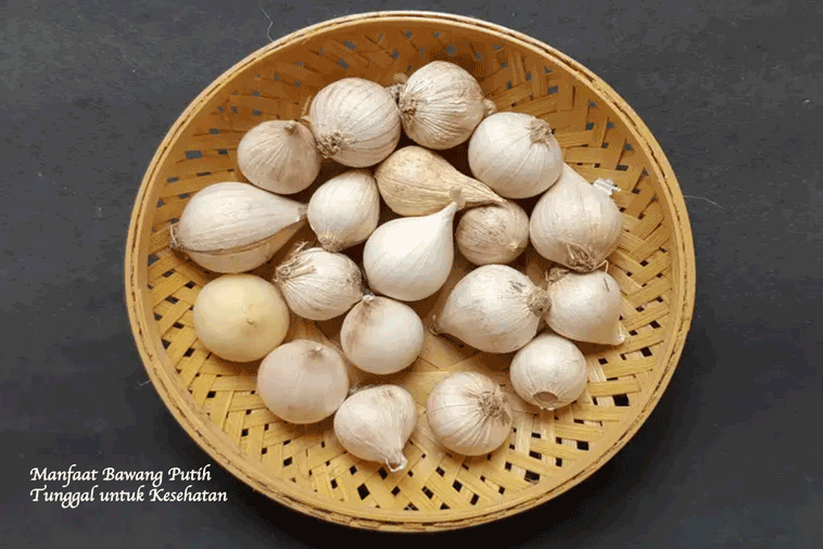 Manfaat dan Cara Konsumsi Bawang Putih Tunggal untuk Kesehatan Tubuh