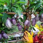 Buah Pepino: Buah Asing yang Kaya Manfaat dan Unik dari Wilayah Andean