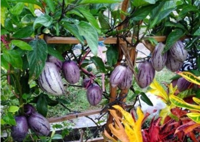 Buah Pepino: Buah Asing yang Kaya Manfaat dan Unik dari Wilayah Andean