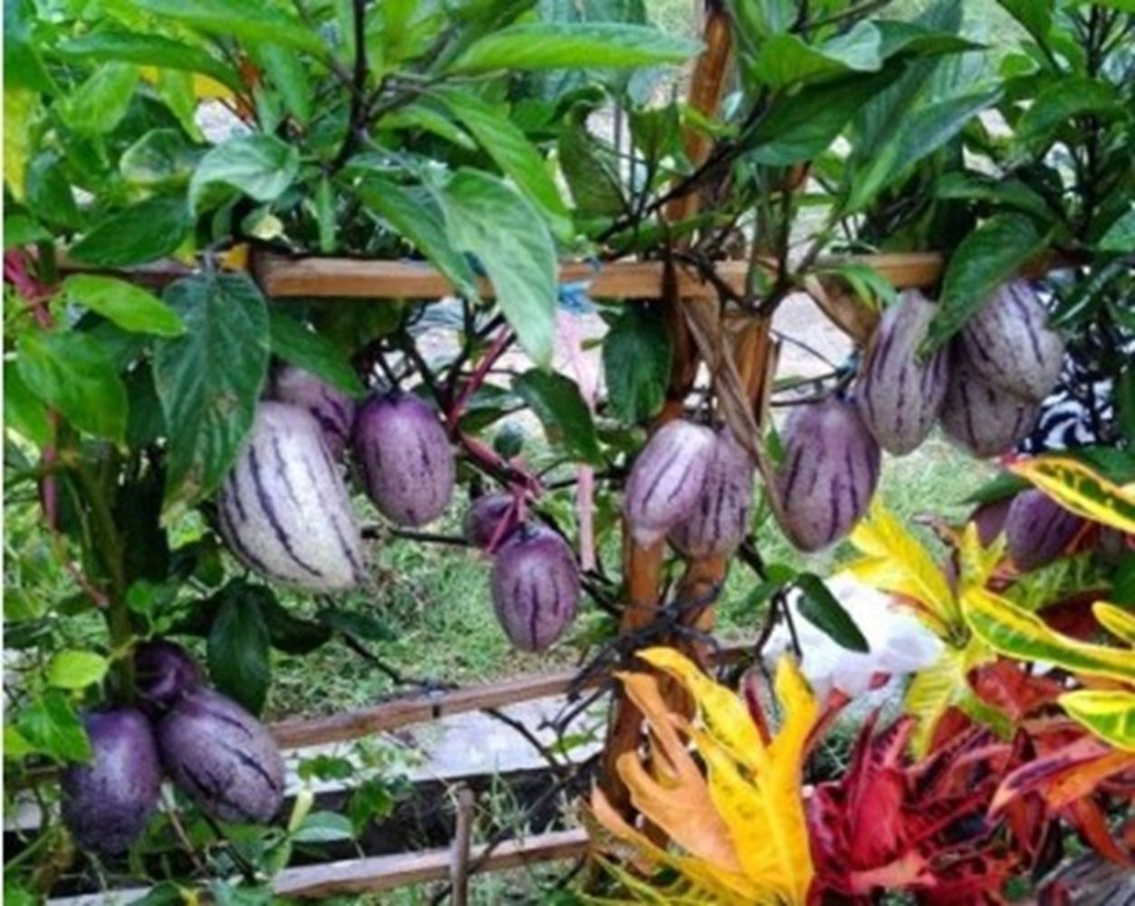 Buah Pepino: Buah Asing yang Kaya Manfaat dan Unik dari Wilayah Andean